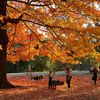 Get Psyched For Our Best Season With This 2021 Fall Foliage Map